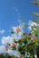 Orange and yellow flowers on a Dropmore Scarlet Honeysuckle Vine growing up a pergola against a blue sky with fluffy clouds