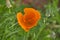 Orange Yellow flowers of eschscholzia californica or golden californian poppy, cup of gold, flowering plant in family