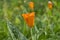 Orange Yellow flowers of eschscholzia californica or golden californian poppy, cup of gold, flowering plant in family