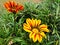 Orange and yellow flowers Gazania rigens