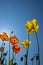 Orange and yellow flowers of Iceland Poppies Papaver nudicaule, in the spring sun