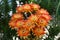 Orange and yellow flowers of Lobivia hybrid on natural green background