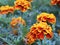 Orange yellow French marigold or Tagetes patula flower in summer garden.