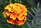 Orange yellow French marigold or Tagetes patula flower in summer garden.Marigolds floral background with copy space.