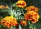 Orange yellow French marigold or Tagetes patula flowers in summer garden.Marigolds floral background with copy space.