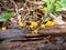 Orange-yellow fungi on wood in Swaziland