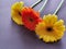 orange and yellow gerbera flower on the table