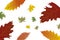 Orange yellow green leaves falling pattern autumn time hygge warm