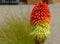 Orange, yellow and green torch lily flower head with blurred background