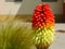 Orange, yellow and green torch lily flower. red hot poker
