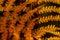 Orange / Yellow Hayscented Ferns - Autumn / Fall Splendor - Monongahela National Forest - West Virginia