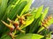 Orange yellow heliconia plants and flowers with bright green leaves in the garden