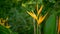 Orange and yellow heliconia, Strelitzia, Bird Paradise macro close-up, green background. Exotic tropical blooming flower