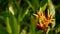 Orange and yellow heliconia, Strelitzia, Bird Paradise macro close-up, green background. Exotic tropical blooming flower