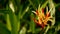 Orange and yellow heliconia, Strelitzia, Bird Paradise macro close-up, green background. Exotic tropical blooming flower