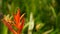 Orange and yellow heliconia, Strelitzia, Bird Paradise macro close-up, green background. Exotic tropical blooming flower