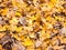 Orange and yellow leaf floor background texture autumn foliage