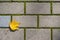 Orange yellow leaf lie on cobblestone pavement. Abstract background texture