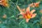 Orange-yellow lilies on a green blurred background. Beautiful blooming flowers close up on the Sunset