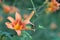 Orange-yellow lilies on a green blurred background. Beautiful blooming flowers close upOrange-yellow lilies on a green blurred