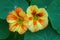 Orange and yellow nasturtium plant