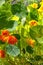 Orange and yellow Nasturtiums, Tropaeolum Magus.