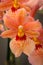 Orange and yellow orchid blooming closeup