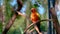 Orange yellow parrot, green wing, stick on the branches video 4k