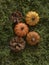 Orange and Yellow Pumpkins and Brown Cons on a Green Moss.