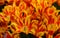 Orange, Yellow, Red, Striped Tulips, MONSELLA, El Cid in Botanical Garden of Moscow University `Pharmacy Garden` or `Aptekarskyi o