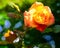 Orange/yellow rose in garden setting