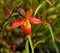 Orange And Yellow Slipper Orchid