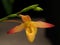 Orange And Yellow Slipper Orchid