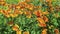 Orange yellow sneezeweed Helenium, herbaceous perennials.