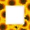 Orange Yellow Sunflower Banner Card Border isolated on White Background. Vector Illustration