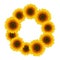 Orange Yellow Sunflower Wreath isolated on White Background. Vector Illustration.