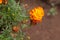Orange and yellow Tagetes patula