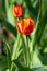 Orange yellow tulip, fringed petals, Crispa variety, Davenport tulip flowering in spring in garden