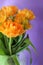 Orange-yellow tulips, jagged-edged tulips, cut flowers, blooming flowers, spring plants, purple background