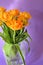 Orange-yellow tulips, jagged-edged tulips, cut flowers, blooming flowers, spring plants, purple background