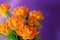 Orange-yellow tulips, jagged-edged tulips, cut flowers, blooming flowers, spring plants, purple background