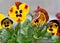 Orange-yellow Viola tricolor with green leaves close-up