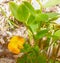 Orange yellow wild Hairypod Cowpea - Vigna luteola bloom with leaves ground dwelling vine