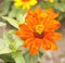 Orange and yellow zinnias are flowering in the garden in summer. Bright and fresh