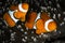 Orange or yellowish colored fish with black and white patterns swimming in the ocean