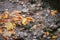 Orange and yelow leaf autumn lying on the street