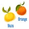 Orange and yuzu fruits vector icons