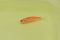 Orange zebra danio fish died due to poor water quality i.e. ammonia poisoning. Dead Small fish