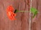 Orange Zinna flower against sandstone wall