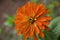 Orange Zinnia Bloom